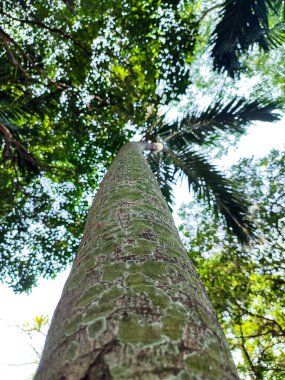 aşağıdan ağacın tepesine doğru.