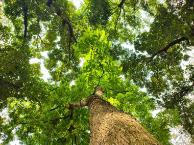 aşağıdan ağacın tepesine doğru.