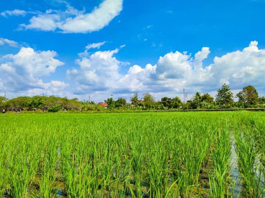 Pirinç tarlası yeşil çimen mavi gökyüzü bulutlu manzara arka planı