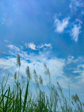 Sıcak bir günde pirinç tarlalarının ortasında yabani otlar.