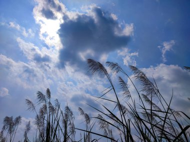 Sıcak bir günde pirinç tarlalarının ortasında yabani otlar.