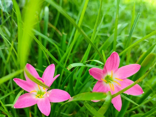 Cosmos Fiori Natura Sfondo Dolce Sfondo Fiore Sfocato Rosa Chiaro — Foto Stock