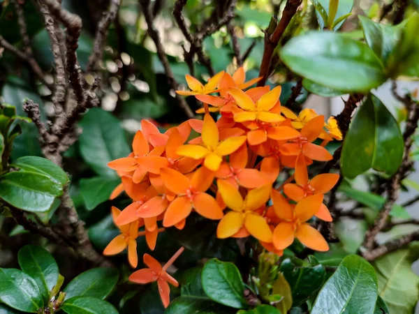 Bulanık Turuncu Ixora Çiçeği, Soka Çiçeği