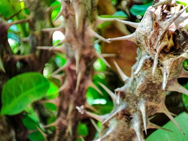 Stock image thorny plant stems among green leaves in flowerpot