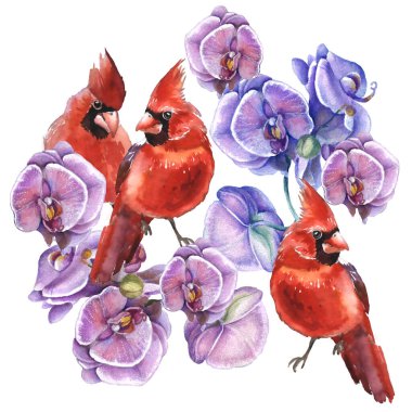 Kusursuz desen. Kardinal kuşlar ve orkide çiçeği suluboya çizimi. Tebrik kartı, duvar kâğıdı, kumaş, ambalaj kağıdı, pankart. Suluboya tarzında vektör illüstrasyonu.