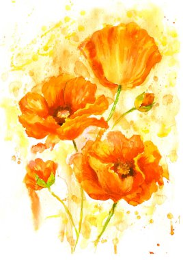 Suluboya gelincikler, el çizimi çiçek resimleri, beyaz arka planda yaban çiçekleri..