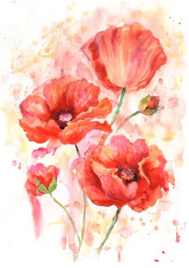 Suluboya gelincikler, el çizimi çiçek resimleri, beyaz arka planda yaban çiçekleri..