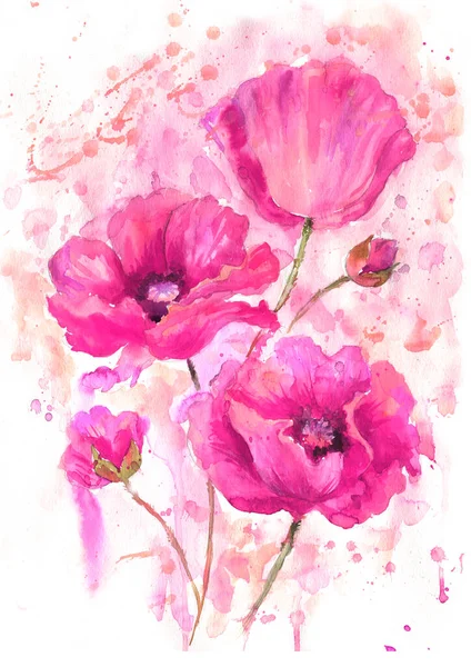 Suluboya gelincikler, el çizimi çiçek resimleri, beyaz arka planda yaban çiçekleri..