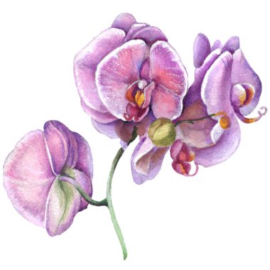 Orkide çiçeği suluboya çizimi. Elle kompozisyon. Tekstil tasarımı, duvar kağıtları, tasarım elementi, tebrik kartı. 