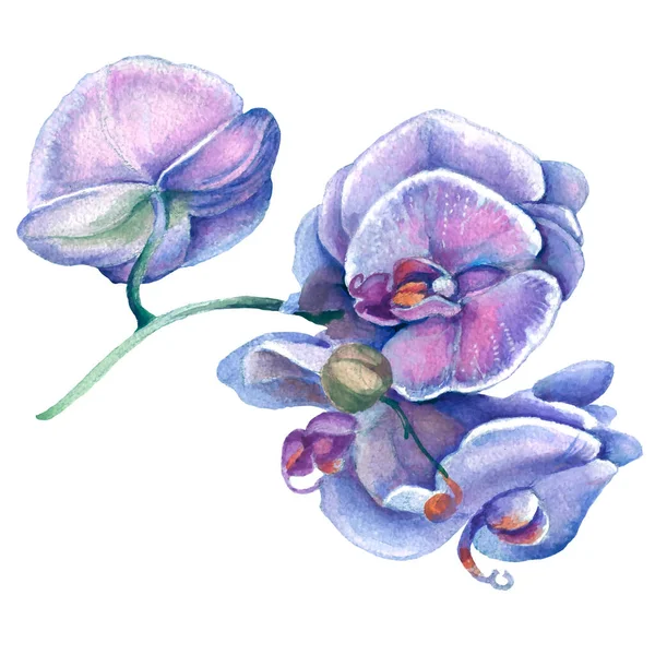 Orkidé Blomma Akvarell Illustration Manuell Sammansättning Design För Textil Tapeter — Stockfoto