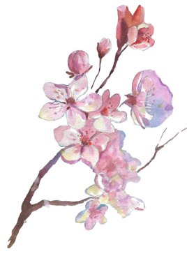 Kiraz çiçeği suluboya. Bahar çiçekleri. Suluboya botanik desen. Düğün Sakura Yazdırma.