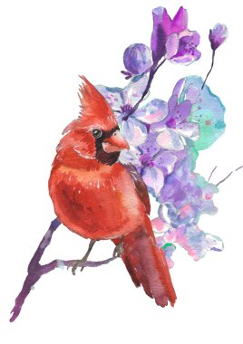 Watercolor Cardinal birds and cherry blossom flower. Realistic sketch drawing. Watercolor illustration.