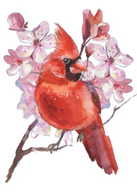 Watercolor Cardinal birds and cherry blossom flower. Realistic sketch drawing. Watercolor illustration.