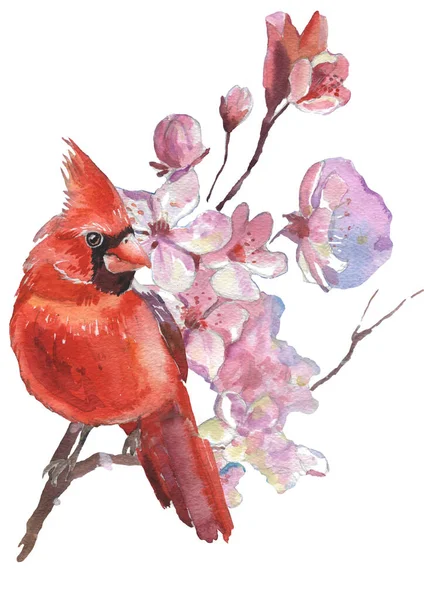 Suluboya Kardinal kuşlar ve kiraz çiçekleri. Gerçekçi çizim. Suluboya çizimi.