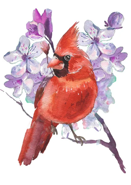 Suluboya Kardinal kuşlar ve kiraz çiçekleri. Gerçekçi çizim. Suluboya çizimi.