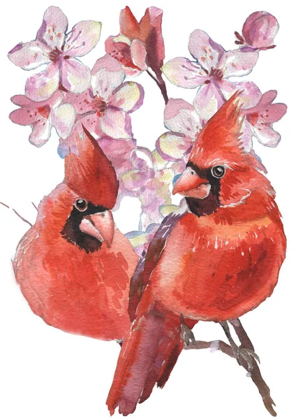 Aquarell Kardinalvögel Und Kirschblüten Blühen Realistische Skizzenzeichnung Aquarellillustration — Stockfoto