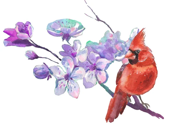 Suluboya Kardinal kuşlar ve kiraz çiçekleri. Gerçekçi çizim. Suluboya çizimi.