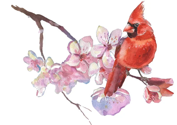 Suluboya Kardinal kuşlar ve kiraz çiçekleri. Gerçekçi çizim. Suluboya çizimi.