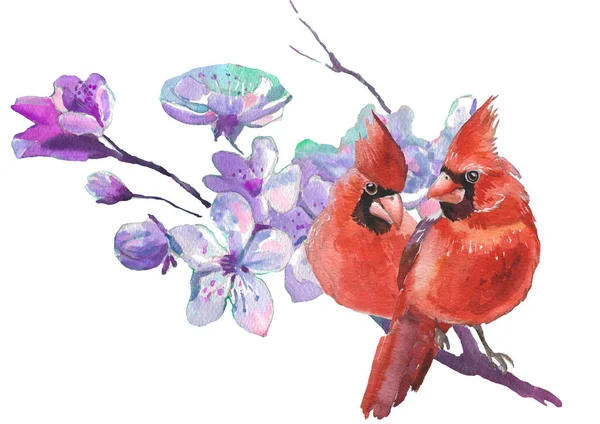 Watercolor Cardinal Birds Cherry Blossom Flower Realistic Sketch Drawing Watercolor — Stock Photo, Image