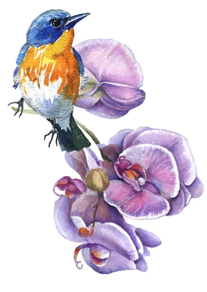Watercolor Illustration Tit Spring Flowers Drawn Romantic Style — стоковое фото