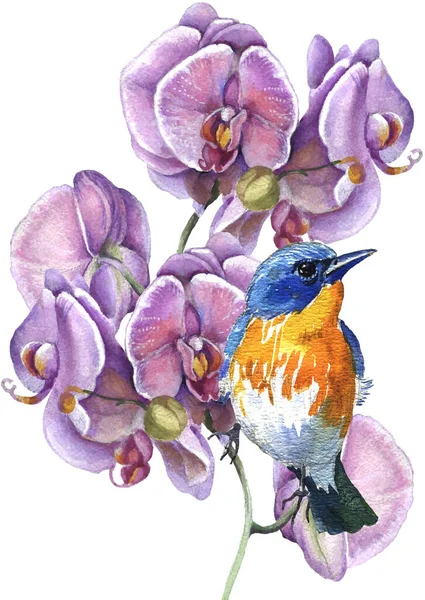 Watercolor Illustration Tit Spring Flowers Drawn Romantic Style — стоковое фото