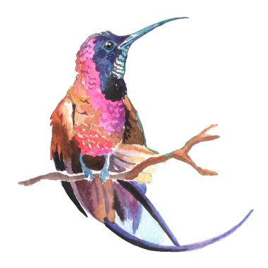 Suluboya çizimi. Beyaz arka planda sinekkuşu. Tekstil tasarımı, duvar kağıtları, tasarım elementi, tebrik kartı.