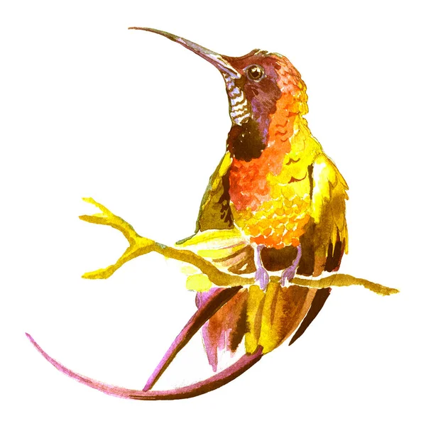 Watercolor illustration. Hummingbird on a white background. Design for textile, wallpapers, Element for design, Greeting card.