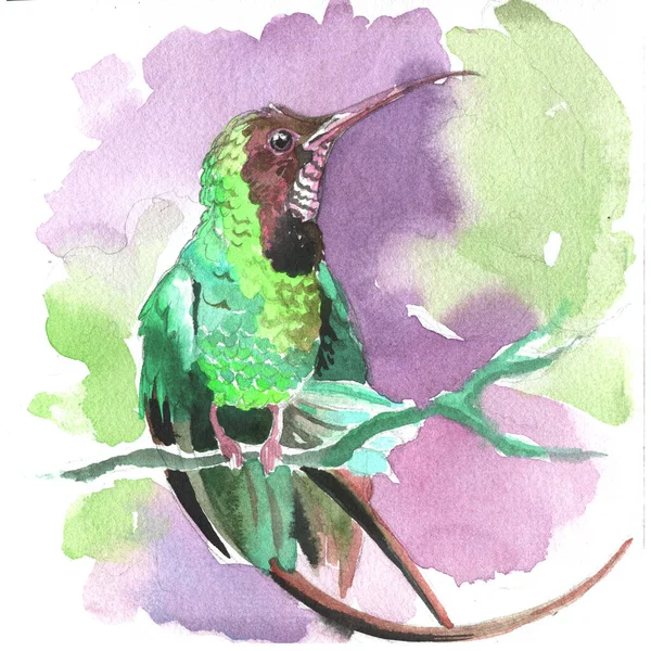 Watercolor Illustration Hummingbird White Background Design Textile Wallpapers Element Design — 图库照片