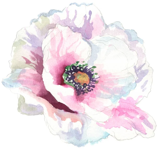 Watercolor seamless pattern. Watercolor poppies, hand drawn floral illustration, wildflowers isolated on white background.
