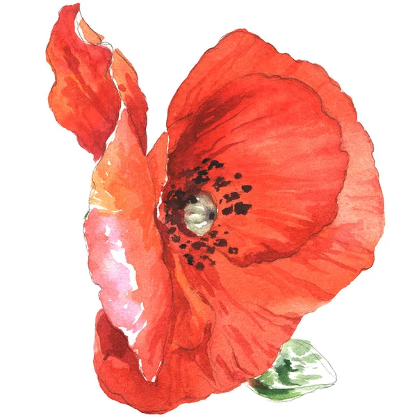 Watercolor Seamless Pattern Watercolor Poppies Hand Drawn Floral Illustration Wildflowers — 스톡 사진
