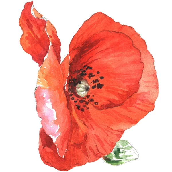 Watercolor Poppies Hand Drawn Floral Illustration Wildflowers Isolated White Background — Stock Photo, Image