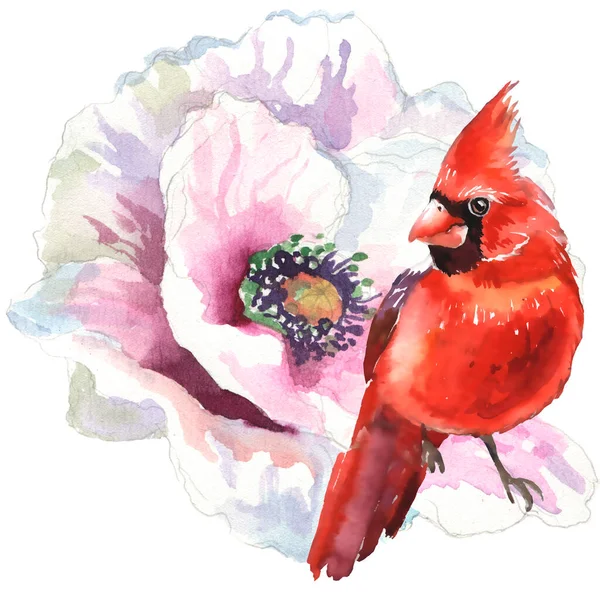 Watercolor poppies and Cardinal birds, hand drawn illustration, wildflowers and red birds isolated on white background. Watercolor Seamless Pattern.