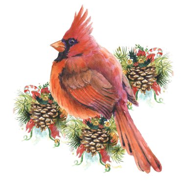 Suluboya çizimi. Kardinal kuşlar - Noel 'in sembolü. Gerçekçi çizim. Tebrik kartı, duvar kağıdı, kumaş, ambalaj kağıdı, pankart için yazdır.