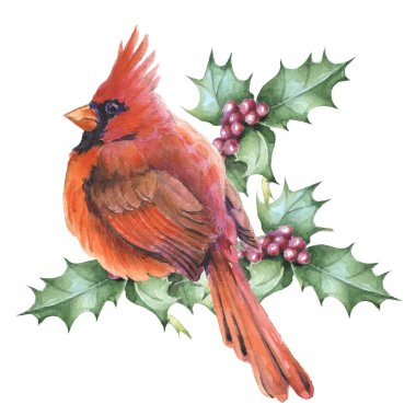 Suluboya çizimi. Kardinal kuşlar - Noel 'in sembolü. Gerçekçi çizim. Tebrik kartı, duvar kağıdı, kumaş, ambalaj kağıdı, pankart için yazdır.