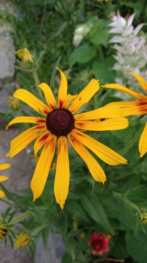 sarı portakal açan çiçekler