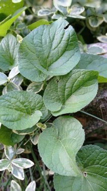 toprak yeşil bitkileri taşla kaplar