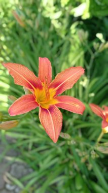 Yazın güzel portakallı zambak