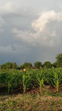 Gökkuşağı ve mısır tarlasıyla fırtınalı gökyüzü