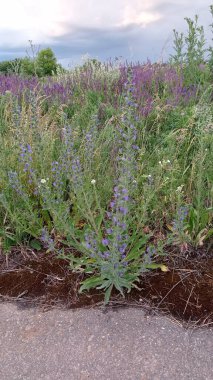 Yaz aylarında güzel kır çiçekleri