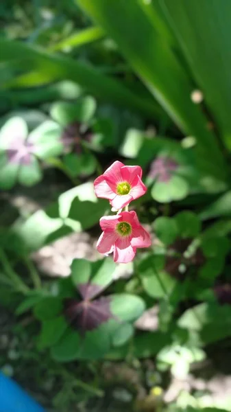 小さな花を咲かせ — ストック写真