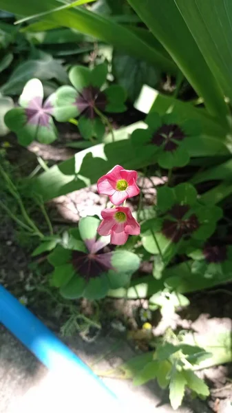 Small Bunch Blooming Flowers — Stock Photo, Image