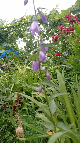 花园里的紫色蓝铃花 — 图库照片