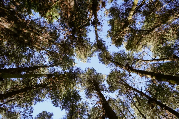 从下面松树林中看到的树梢 免版税图库照片
