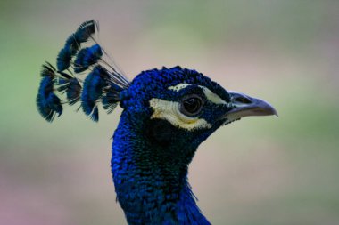 Close up at the head of a peacock