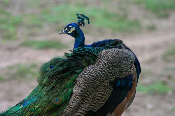 Peacock Blue Green Feathers — Stock Photo, Image