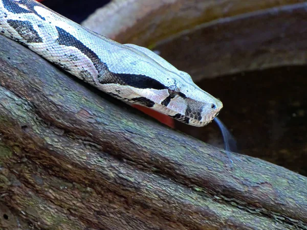 Boa Constrictor Snake Brazil — Stockfoto