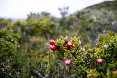 Murtilla wild fruit of patagonia in the bridge islands Tierra del Fuego