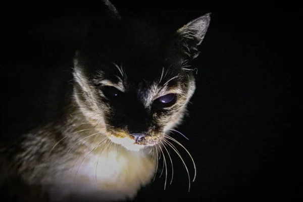 siamese cat creepy scary halloween light from below