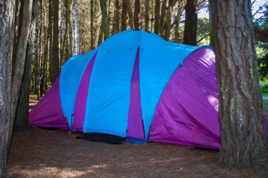 Patagonya 'da bir çam ormanında çadır