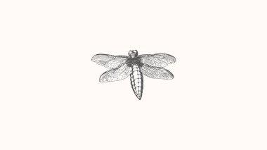 Insect Desktop Wallpaper art graphic design